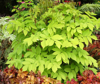 Golden Japanese Spikenard (Aralia cordata 'Sun King') - 1 gallon