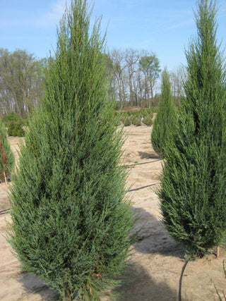 Skyrocket Juniper (Juniperus scopulorum 'Skyrocket') - 1 gallon 8"