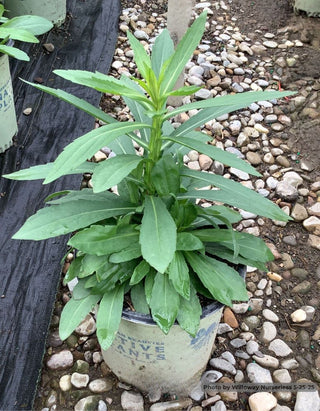 Common Sneezeweed (Helenium autumnale) - 1 gallon