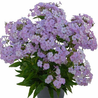 'Opening Act Blush' Phlox (Phlox paniculata 'Opening Act Blush') - 1 gallon