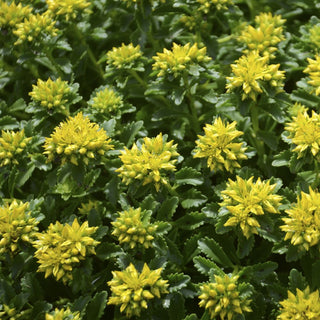 Little Miss Sunshine Stonecrop (Sedum little 'Miss Sunshine') - 1 gallon
