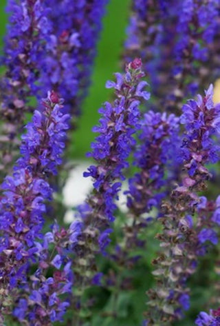 Blue Bouquetta® Catmint (Salvia blue 'Bouquetta') - 1 gallon