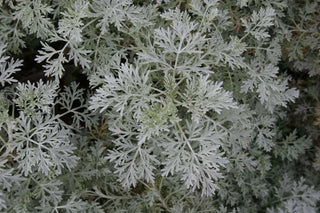 Powis Castle Artemisia (Artemisia x 'Powis Castle') - 1 gallon