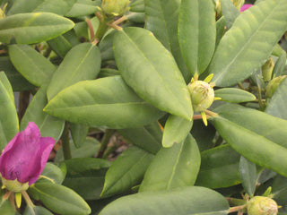 Boursault Rhododendron (Rhododendron catawbiense 'Boursalt') - 3 gallon 15"