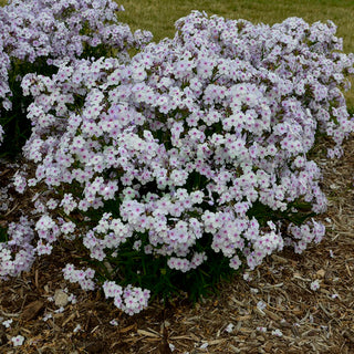 'Opening Act Pink-a-Dot' Hybrid Phlox (Phlox paniculata 'Opening Act Pink A Dot') - 1 gallon