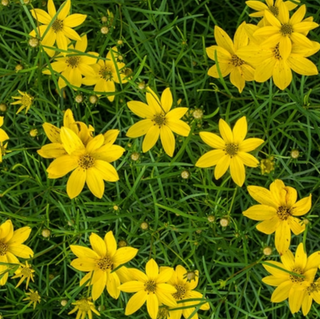 Thread-leaf Tickseed (Coreopsis verticillata) - 1 gallon
