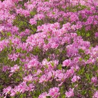 Lilac Lights™ Azalea (Azalea 'Exbury Lilac Light') - 3 gallon 15"