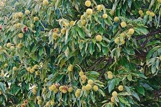 American Chestnut (Castanea american 'Chestnut') - 3 gallon 48"