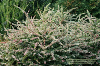 Sunjoy Sequins® Barberry (Berberis thunbergii 'Sunjoy Seguins') - QT