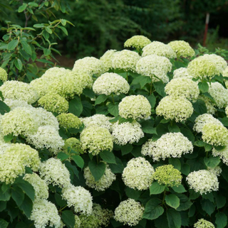 Proven Winners® Color Choice® Invincibelle Limetta® Smooth Hydrangea (Hydrangea arborescens ‘NCHA8’) - QT
