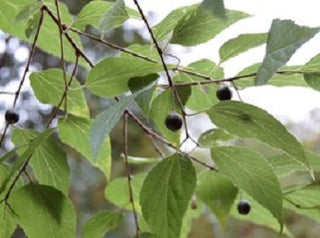 Common Hackberry (Celtis occidentalis) - 3 gallon