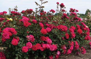 Triple Knock Out® Rose (Rosa 'Triple Knock Out') - 3 gallon