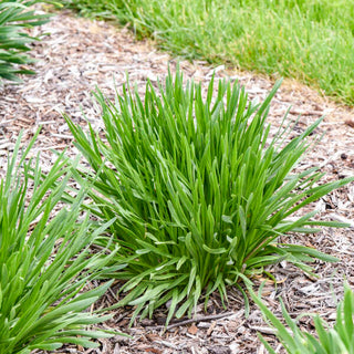 All the Buzz Ornamental Onion (Allium 'All the Buzz') - 1 gallon