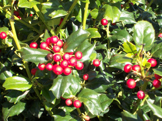 China Girl™ Broadleaf Holly (Ilex x meserveae 'China Girl') - 3 gallon 15"