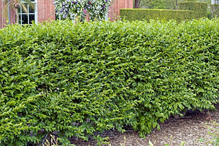 Hedge Privet (Ligustrum x ibolium) - 2 gallon 15"