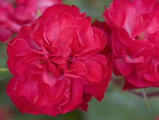 Mystic Fairy® Rose (Rosa e.e 'Mystic Fairy') - 2 gallon