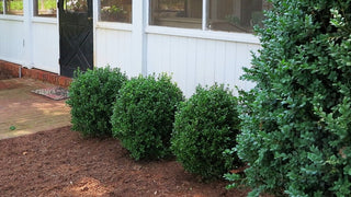 NewGen Freedom® Boxwood (Buxus 'Newgen Freedom') - 3 gallon 12-15"