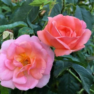 Peachy Knock Out® Rose (Rosa k.o 'Radyod') - 1 gallon