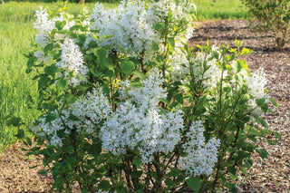 Lilac New Age White (Syringa 'New Age White') - 3 gallon