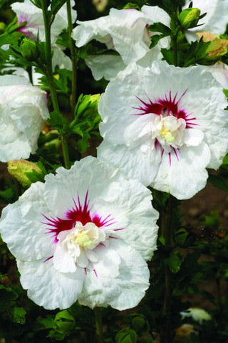 Bali™ Hibiscus (Hibiscus syriacus 'Bali') - 2 gallon