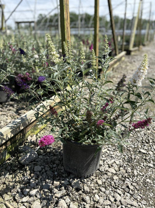 Buddleia Perfecta Trifecta (Buddleia davidii BUZZ series ‘Sky Blue’, ‘Hot Raspberry’, “ivory’) - 1 gallon