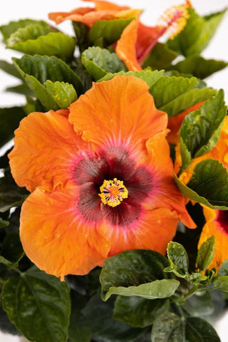 Hollywood Hibiscus™Disco Diva™ (Hibiscus rosa-sinensis disco diva™) - 2 gallon