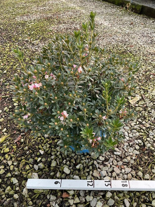 Bloombux® Blush Rhododendron (Rhododendron hirsutum x micrantha bloombux blush 'Microhirs3') - 3 gallon