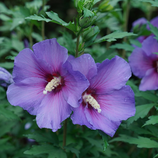 Paraplu Violet® Rose of Sharon (Hibiscus 'Paraplu Violet') - QT