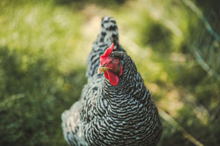 Spotted hen out on grass at Little Sasquatch Farm and Garden in Burlington NC